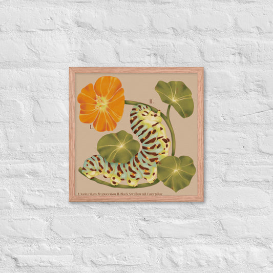 Framed botanical illustration of a caterpillar and flowers on a textured white wall.
